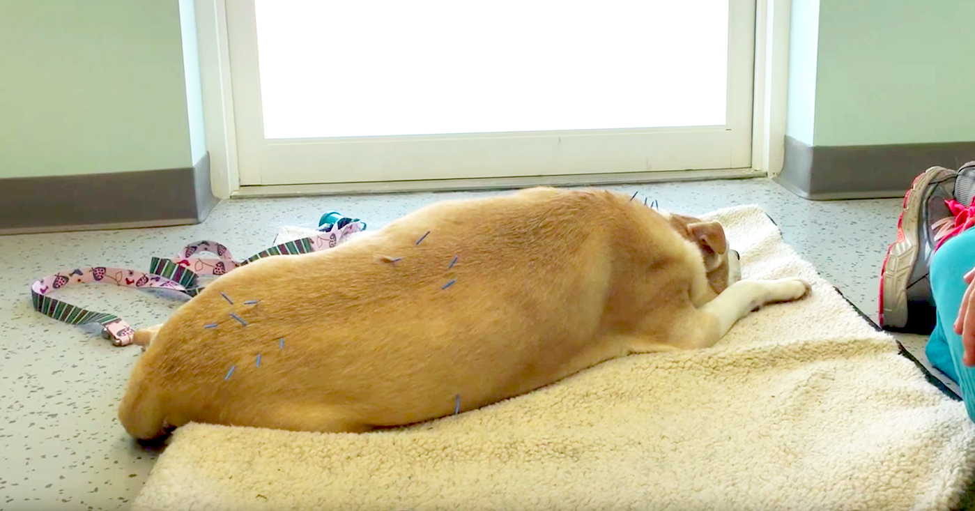 Dog Acupuncture - Maggie • Passionate Paws Animal Hospital