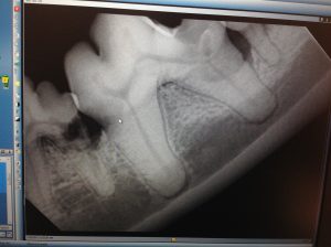 dental-xray-fractured-canine-tooth