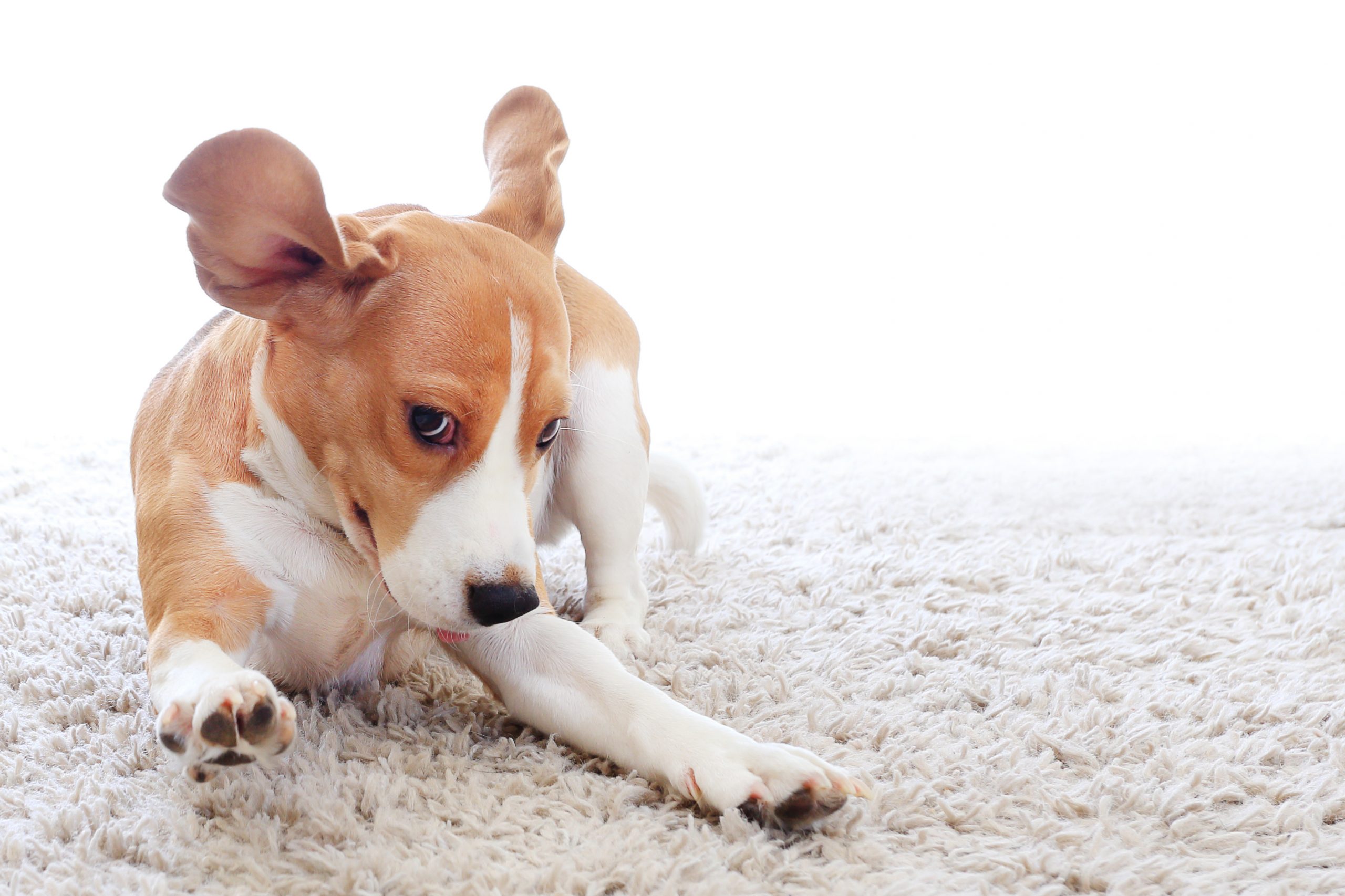 Puppy on carpet