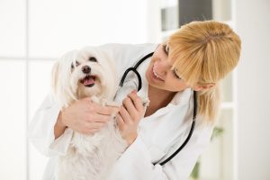 Veterinarian with Smiling Dog